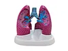 Anatomical lung model